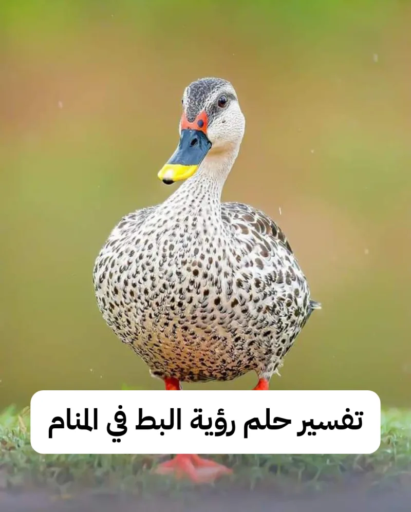 تفسير حلم رؤية البط في المنام لابن سيرين
