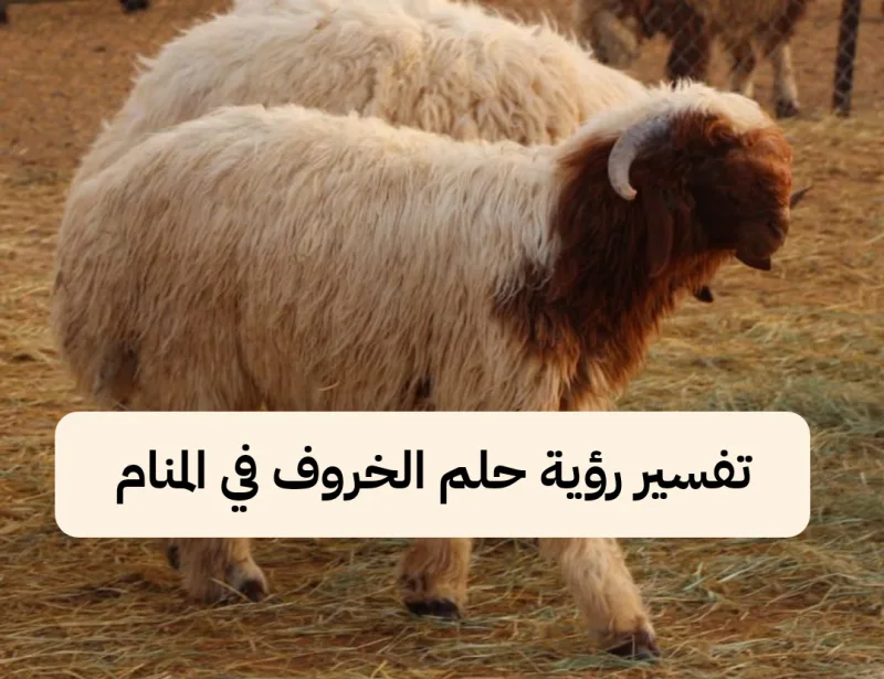 تفسير رؤية حلم الخروف في المنام .. حظ وعقبات