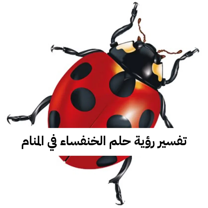 تفسير رؤية حلم الخنفساء في المنام .. أزمات وأخبار سارة