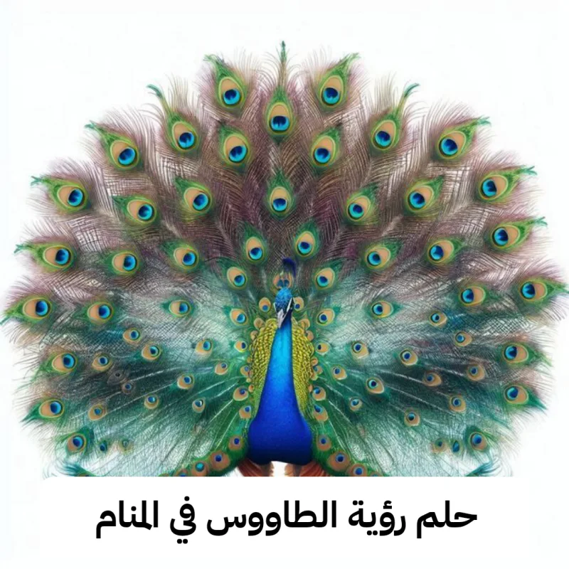 تفسير حلم رؤية الطاووس في المنام للرجل وللمرأه
