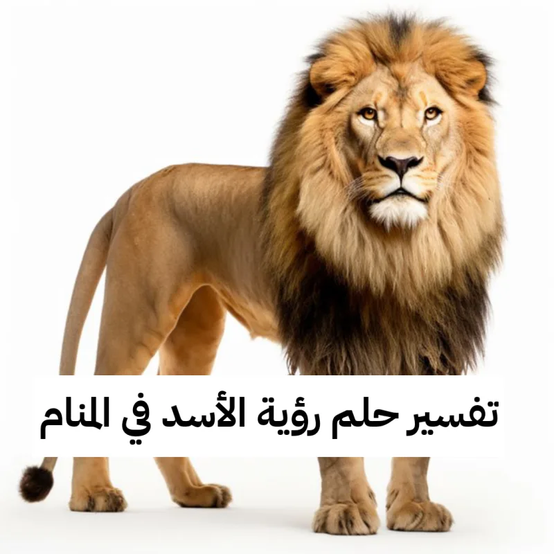 تفسير حلم رؤية الأسد في المنام