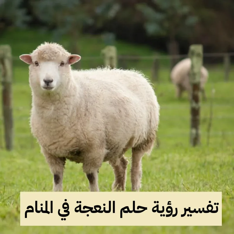 تفسير رؤية حلم النعجة في المنام .. زواج وولادة قريبة