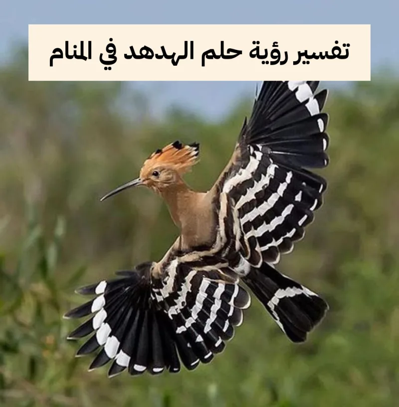 تفسير رؤية حلم الهدهد في المنام لابن سيرين .. حكمة وزوال هم