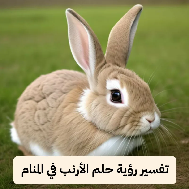 تفسير رؤية حلم الأرنب في المنام لابن سيرين
