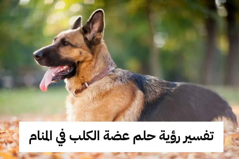 تفسير رؤية حلم عضة الكلب في المنام .. حادث وإرتكاب معاصي