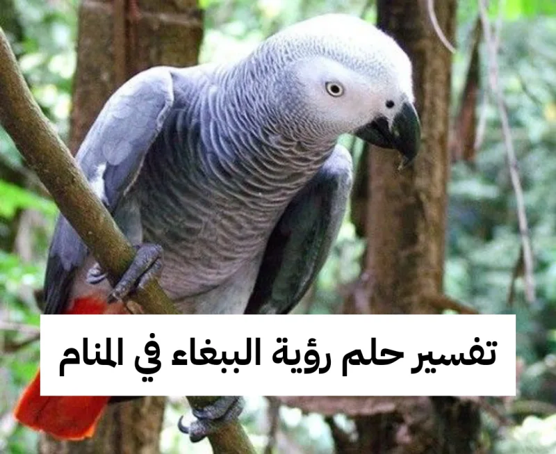 تفسير حلم رؤية الببغاء في المنام