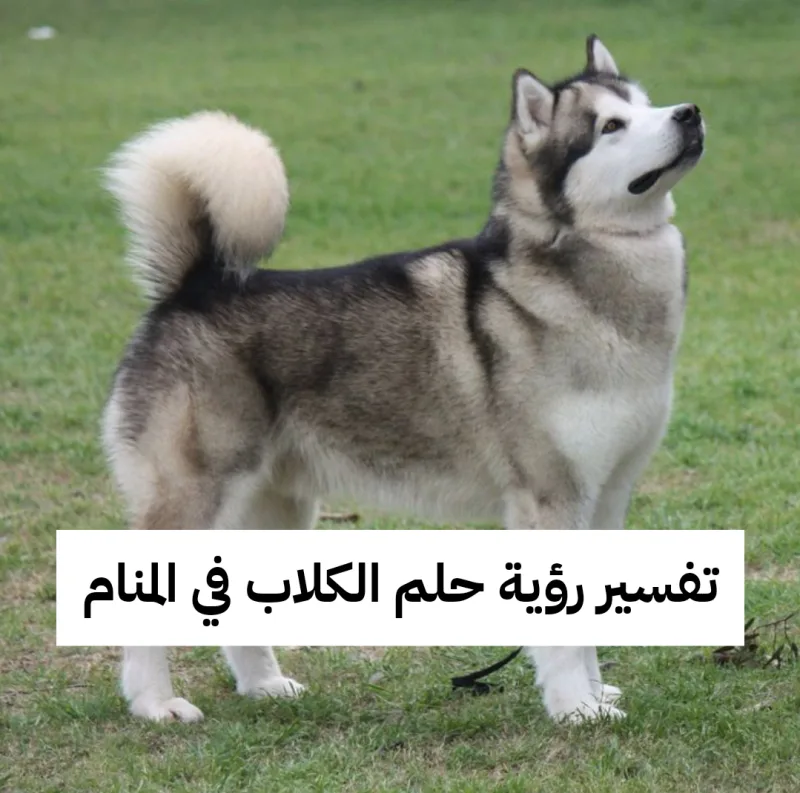 تفسير رؤية حلم الكلاب في المنام لابن سيرين للرجل والمرأة