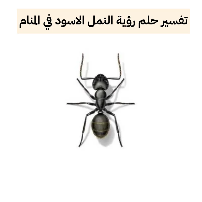 تفسير حلم رؤية النمل الاسود في المنام لابن سيرين والنابلسي