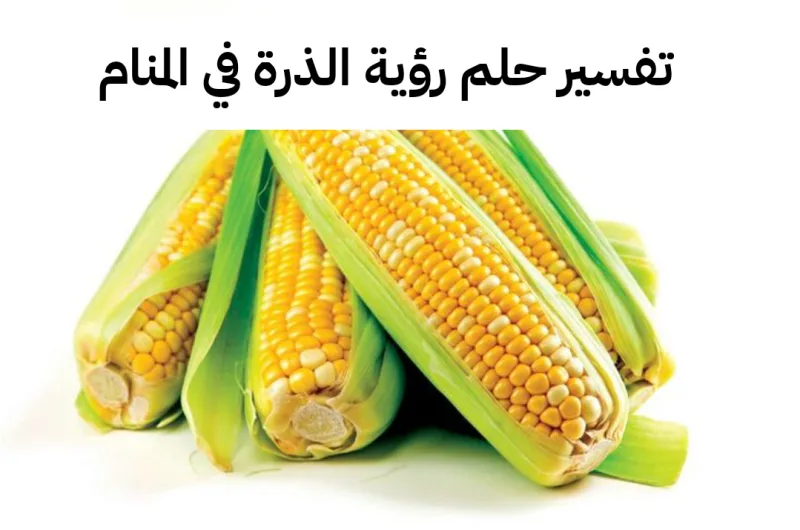 تفسير حلم رؤية الذرة في المنام للحامل والعزباء لابن سيرين