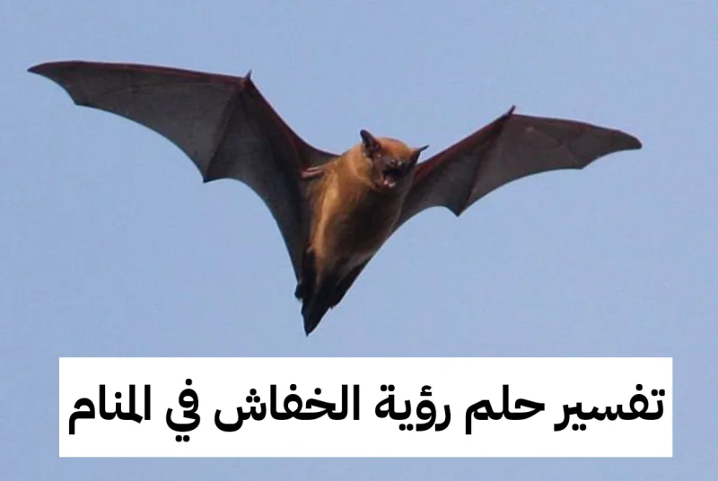 تفسير حلم رؤية الخفاش في المنام لابن سيرين