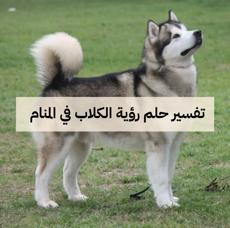 تفسير حلم رؤية الكلاب في المنام