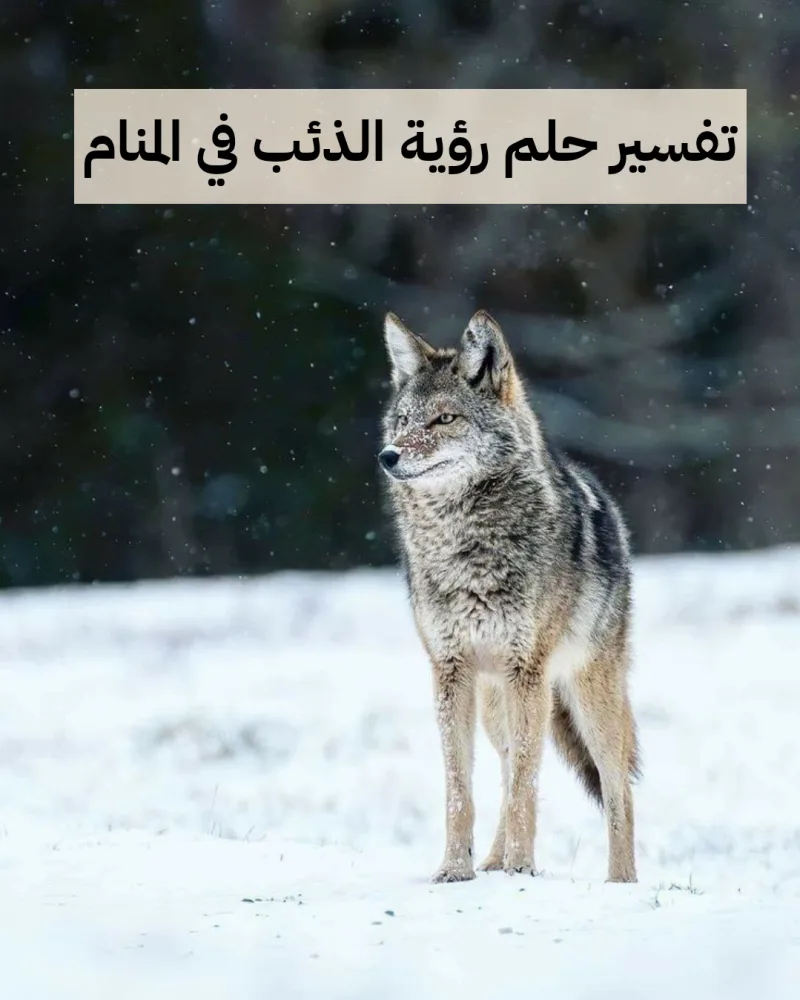 تفسير حلم رؤية الذئب في المنام للرجل والمرأه