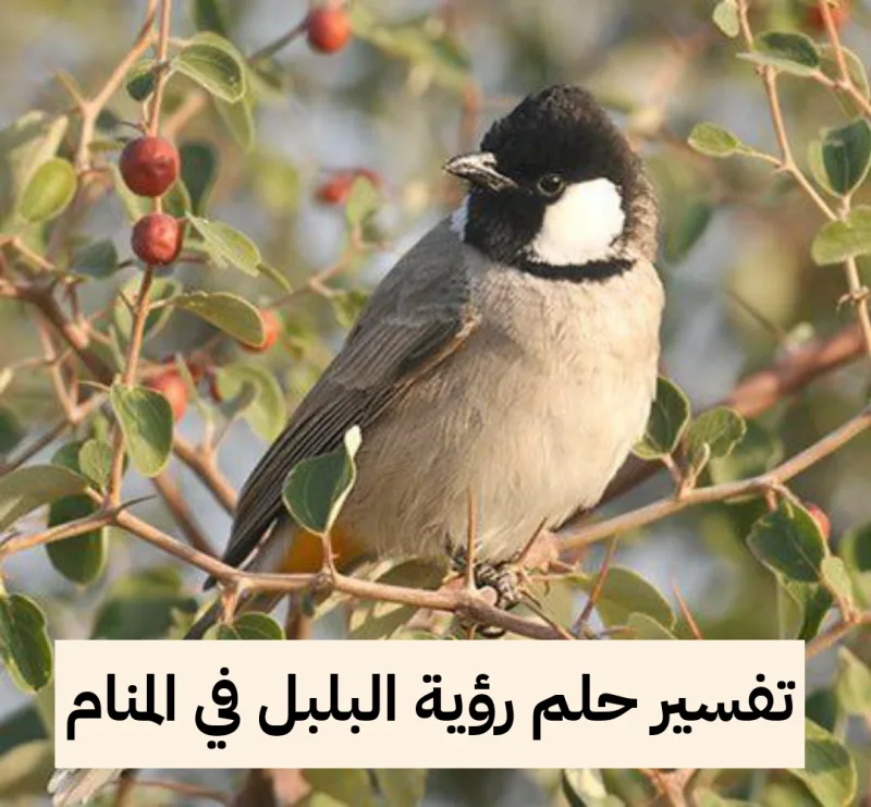 تفسير حلم رؤية البلبل في المنام لابن سيرين والنابلسي