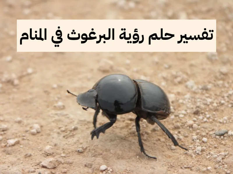 تفسير حلم رؤية البرغوث في المنام لابن سيرين