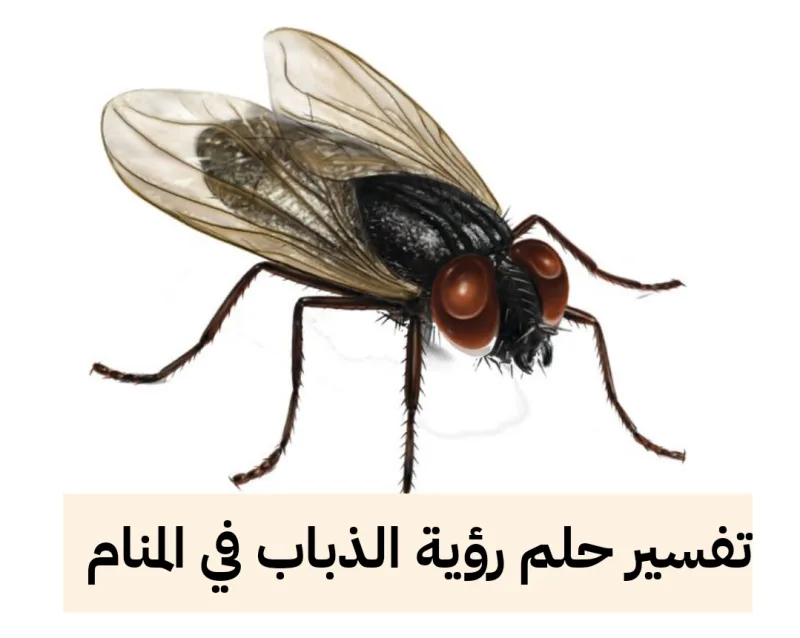 تفسير حلم رؤية الذباب في المنام