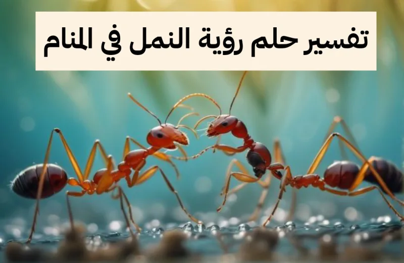 تفسير حلم رؤية النمل في المنام للعزباء وللمتزوجة