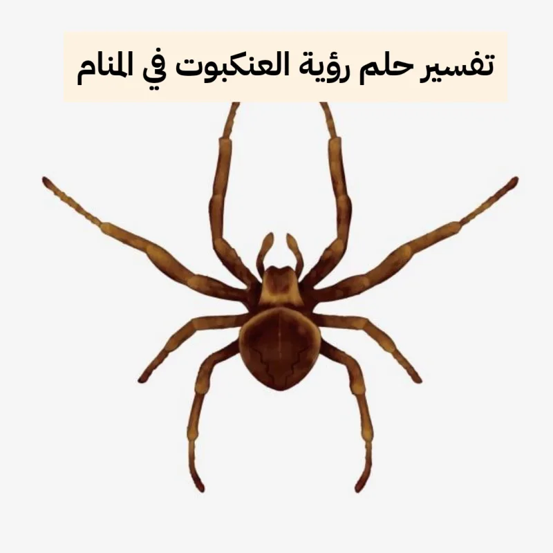 تفسير حلم رؤية العنكبوت في المنام بالتفصيل للمرأه وللرجل