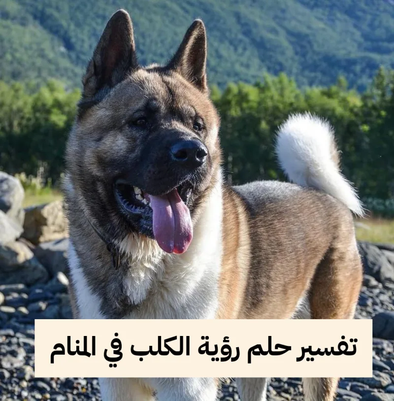 تفسير حلم رؤية الكلب في المنام بالتفصيل ودلالات متنوعة لرؤيته