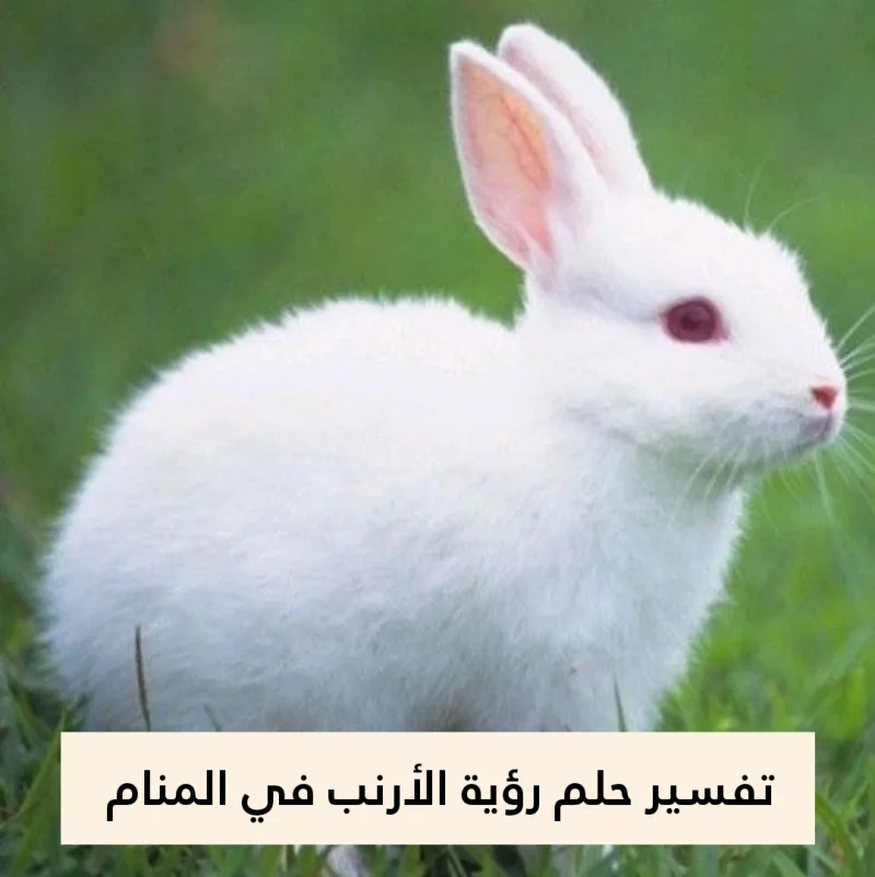 تفسير حلم رؤية الأرنب في المنام بالتفصيل لابن شاهين