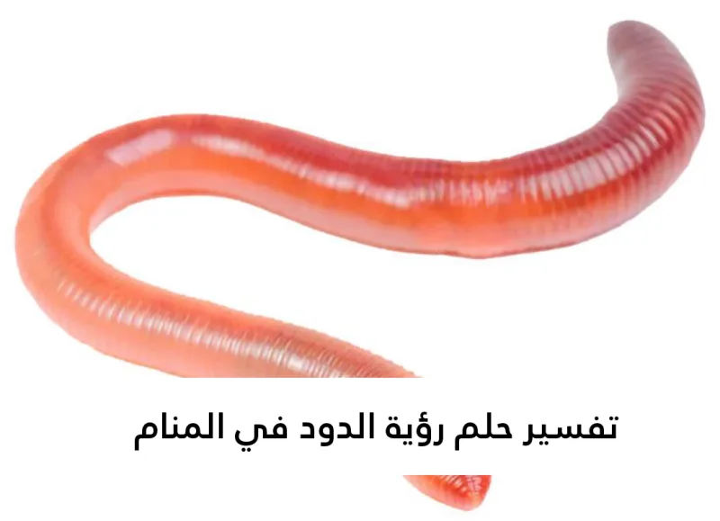 تفسير حلم رؤية الدود في المنام لابن سيرين بالتفصيل