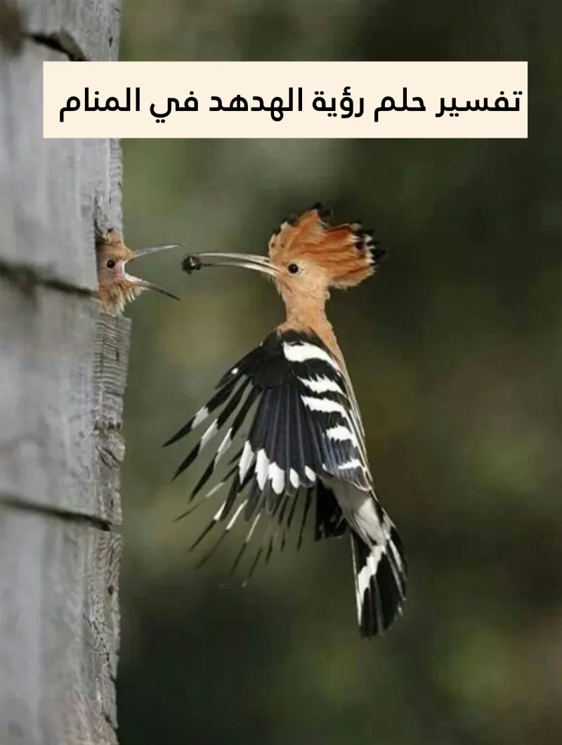 تفسير حلم رؤية الهدهد في المنام لابن سيرين