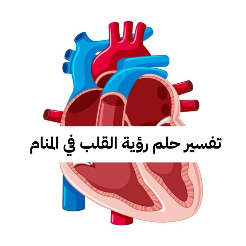تفسير حلم رؤية القلب في المنام لابن سيرين بالتفصيل