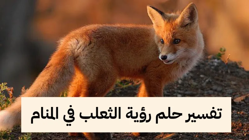 تفسير حلم رؤية الثعلب في المنام - أبرز 7 تفاسير للعزباء