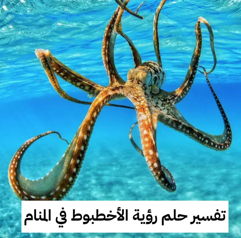 تفسير حلم رؤية الأخطبوط في المنام لابن سيرين