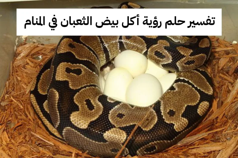 تفسير حلم رؤية أكل بيض الثعبان في المنام للرجل و للمرأة