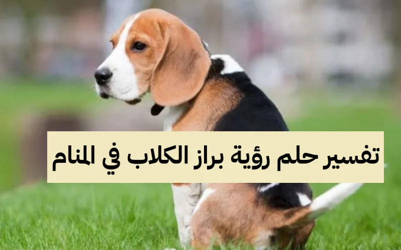 تفسير حلم رؤية براز الكلاب في المنام