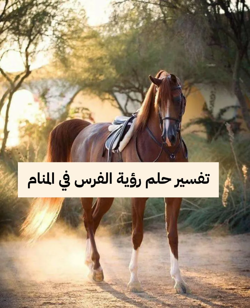 تفسير حلم رؤية الفرس في المنام