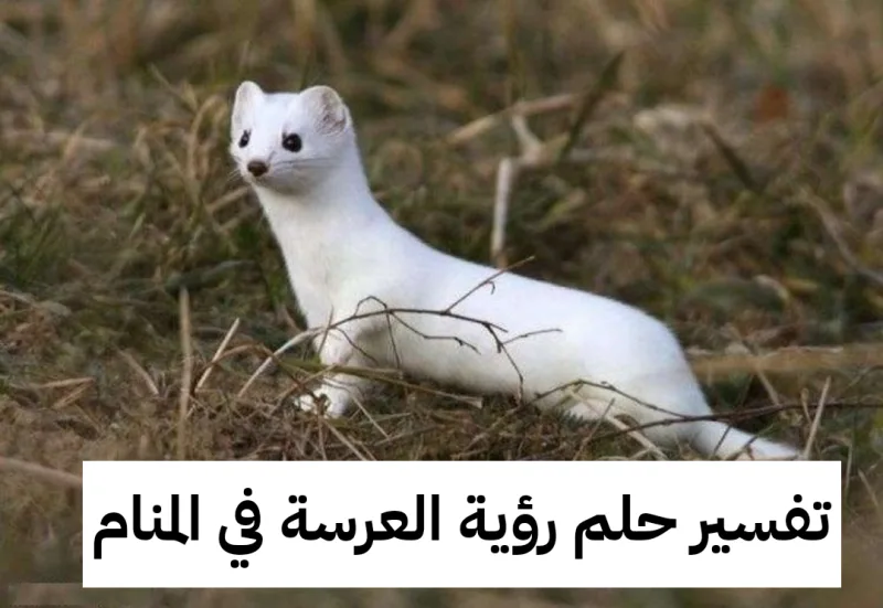 تفسير حلم رؤية العرسة في المنام بالتفصيل