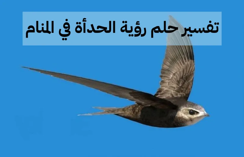 تفسير حلم رؤية الحدأة في المنام - أهم 6 تفسيرات للنابلسي