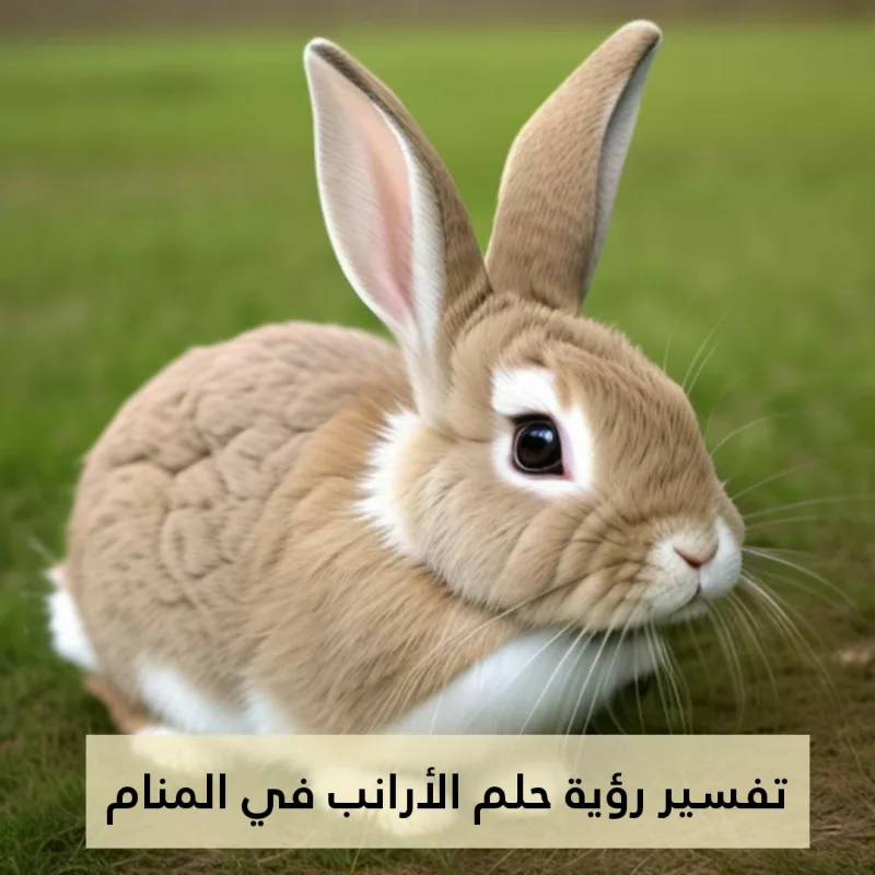 تفسير رؤية حلم الأرانب في المنام