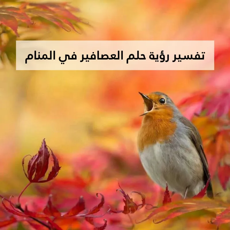 تفسير رؤية حلم العصافير في المنام .. موت ونجاح مشروع