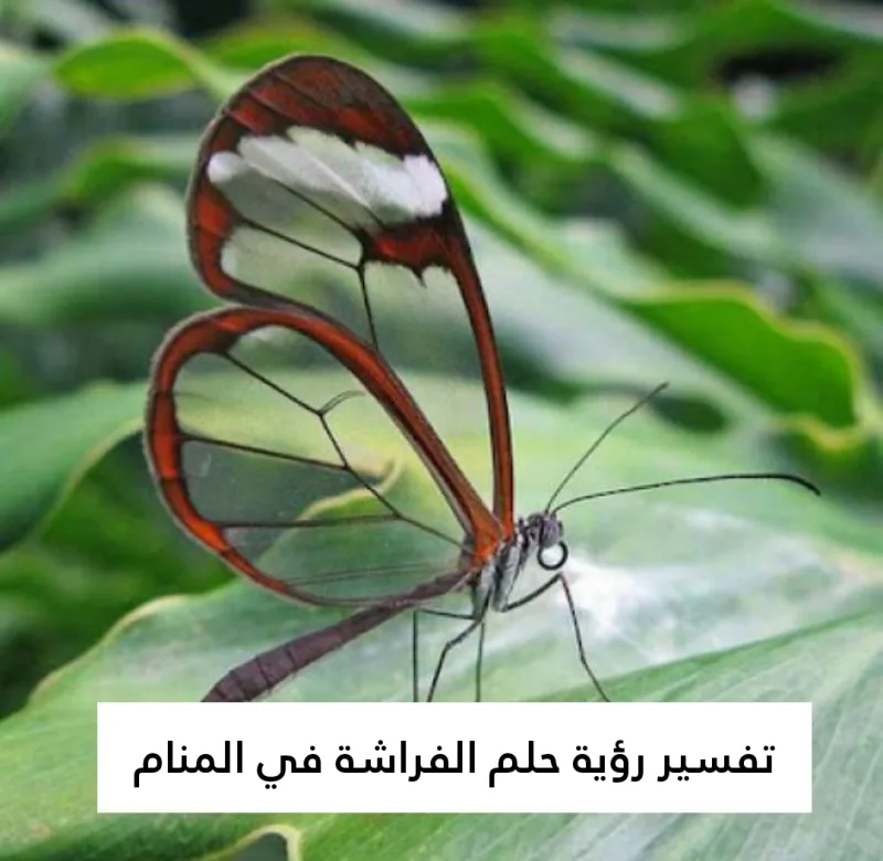 تفسير رؤية حلم الفراشة في المنام .. زواج وحمل قريب