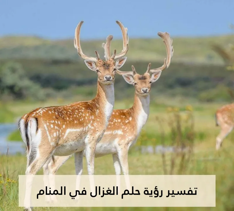 تفسير رؤية حلم الغزال في المنام .. 15 رمز ومعني للعزباء وللمتزوجة وللمطلقة وللرجل