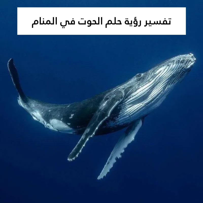 تفسير رؤية حلم الحوت في المنام .. 11 رمز للعزباء وللمتزوجة وللحامل وللرجل