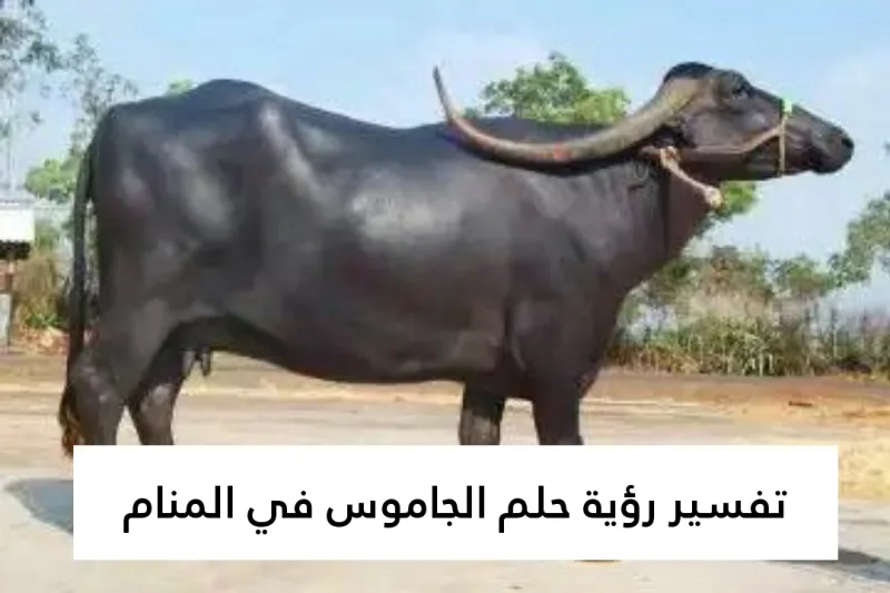 تفسير رؤية حلم الجاموس في المنام