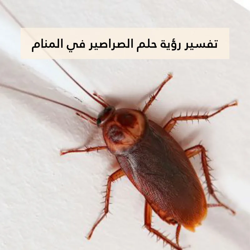تفسير رؤية حلم الصراصير في المنام .. 3 دلالات للعزباء مختلفة