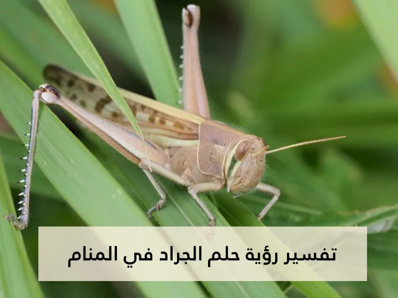 تفسير رؤية حلم الجراد في المنام